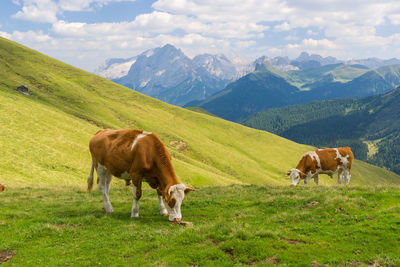 Cattle grazing on land against mountains