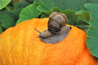 Close-up of snail on flower