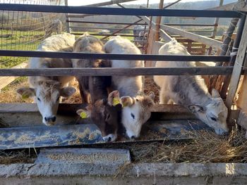 View of sheep in pen