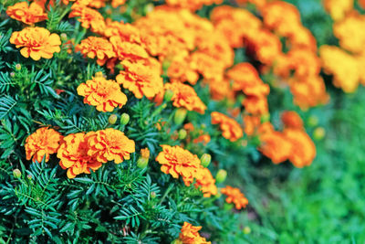 Marigolds plantation in bloom - tagetes erecta l. cultivated at organic farm
