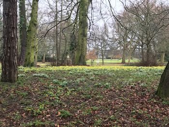 Trees on field against sky