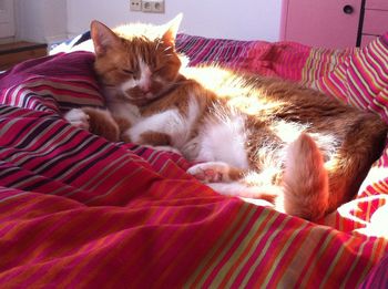 Close-up of cat sleeping on bed at home