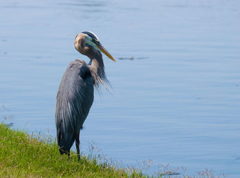 Bird on a lake