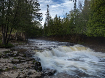 Scenic view of stream flowing in forest