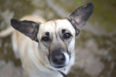 Close-up portrait of dog on field