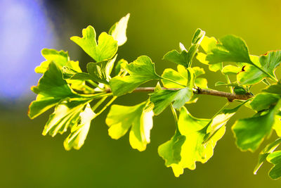 Low angle view of fresh green leaves