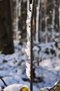 Close-up of frozen tree trunk during winter