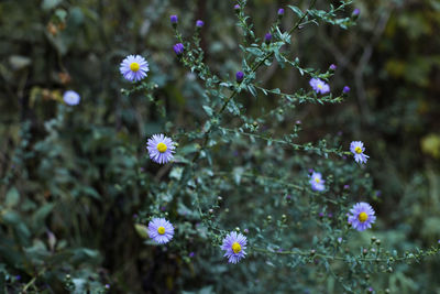 Close-up of purple flowering plant