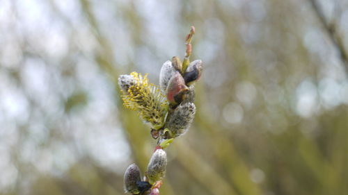 Close-up of buds