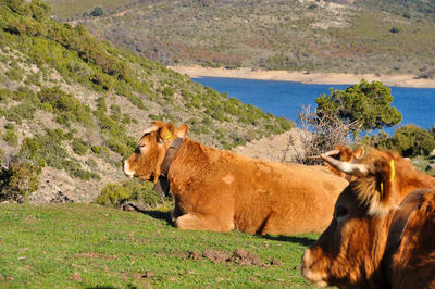 View of two cows on land