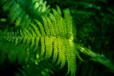 Beautiful fern leaves in the forest. fern growing in the woodlands. 