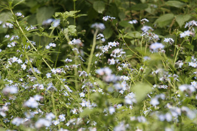 Close-up of white flowering plants on land