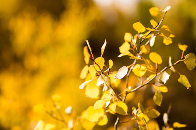 Close-up of yellow flowering plant