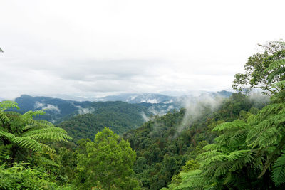 Scenic view of forest against sky