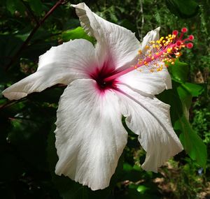 Close-up of white hibiscus blooming outdoors