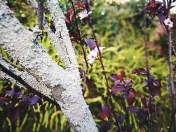 Close-up of flower tree