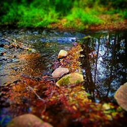 Surface level of stream in forest