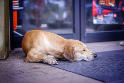 Close-up of a dog sleeping