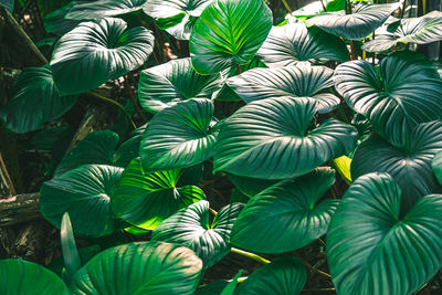 King of heart homalomena rubescens roxb green leaves tropical plant nature background