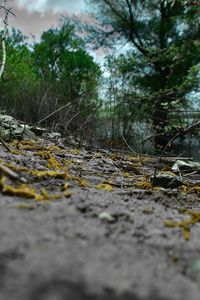 Surface level of fallen trees in forest