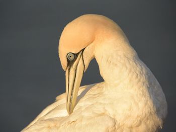 Close-up of gannet preening