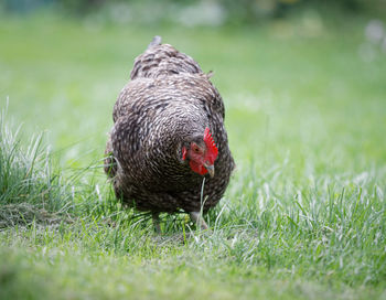 Hen plymouth rock chicken walking in the field close up portrait, agriculture concept