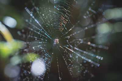 Close-up of spider on web