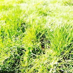 Full frame shot of fresh green field