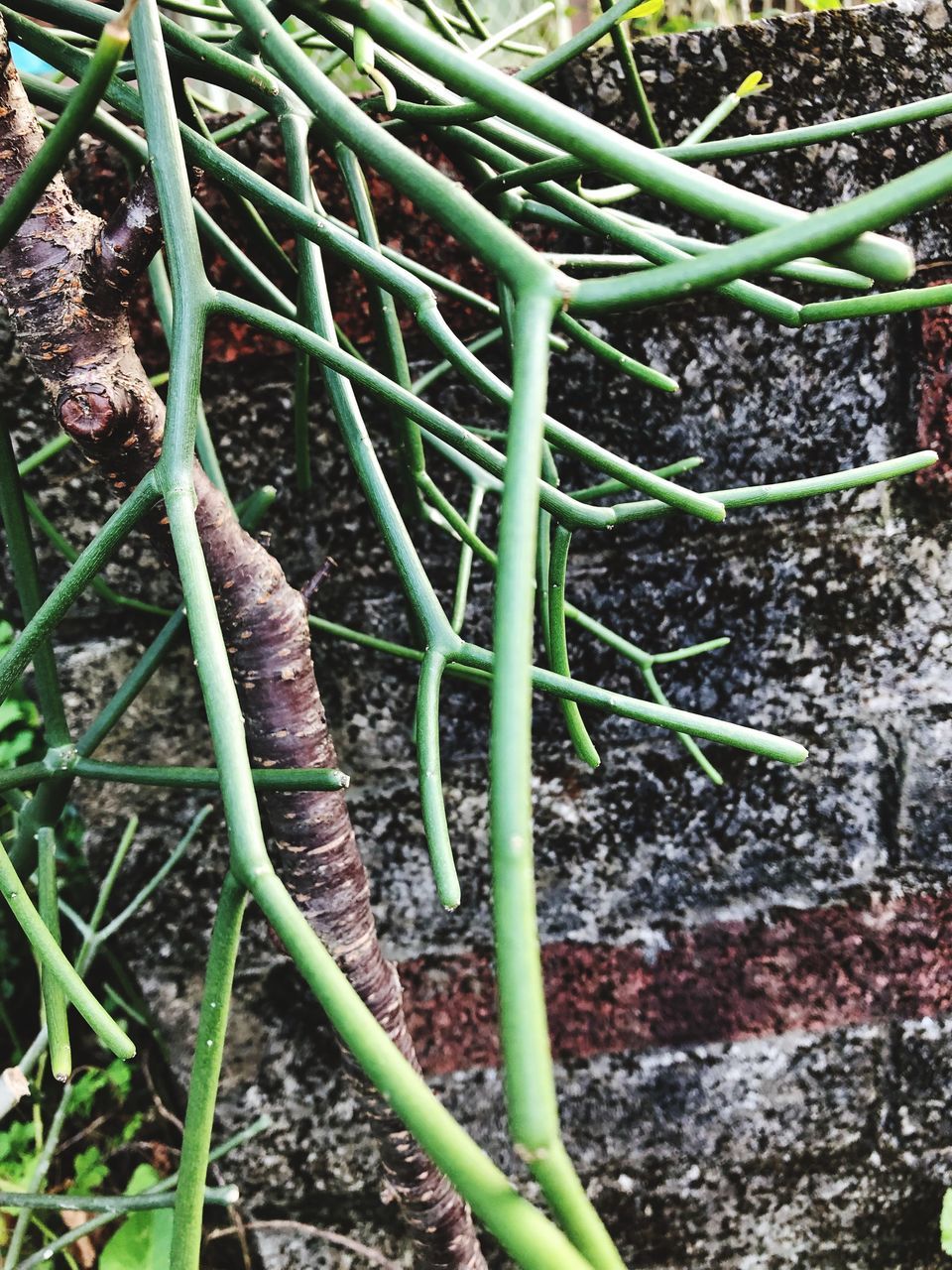 CLOSE-UP OF WET PLANT ON FIELD