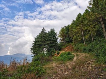 Trees growing on land against sky