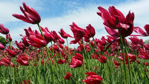 Close-up of pink flowers blooming in field