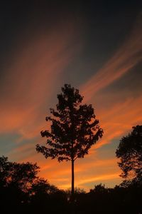 Low angle view of silhouette tree against sky during sunset