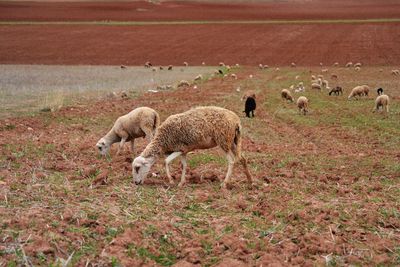 Sheep on field