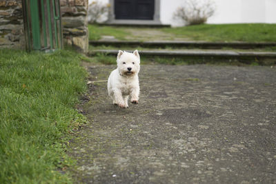 Portrait of dog in yard