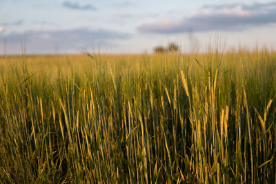 Scenic view of wheat field against sky