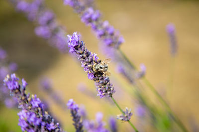 Close-up of insect on purple flowering plant