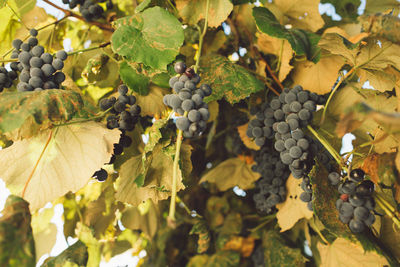 Close-up of grapes growing in vineyard