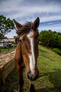 Close-up of horse standing on field