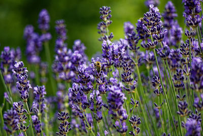 Close-up of bee pollinating on purple flower