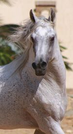 Close-up portrait of horse