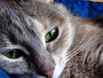 Close-up portrait of a cat