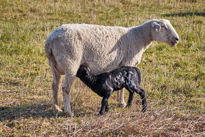 A young black sheep lamb with white spots suckles with its mother. both stand in the sun