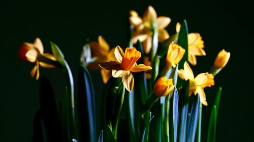 Close-up of yellow daffodil against black background