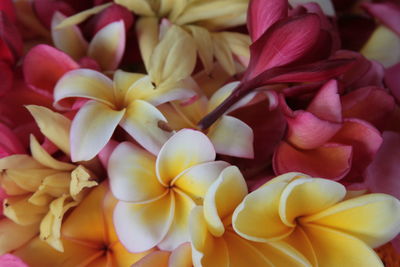 Full frame shot of yellow flowering plant