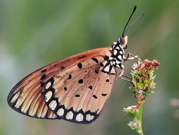 Close-up of butterfly pollinating flower