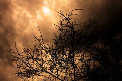 Low angle view of silhouette bare tree against sky during sunset