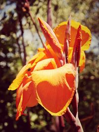 Close-up of orange flower