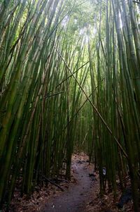 View of bamboo trees in forest