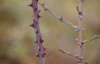 Close-up of spiky plant