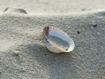 Close-up of seashells